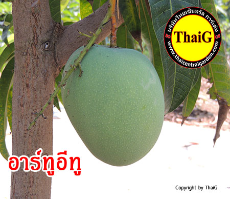 มะม่วงออสเตรเรีย อาร์ทู อีทู