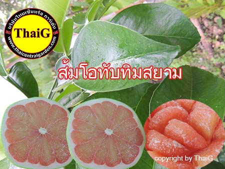 ส้มโอทับทิมสยาม เนื้อฉ่ำรสชาดหวาน